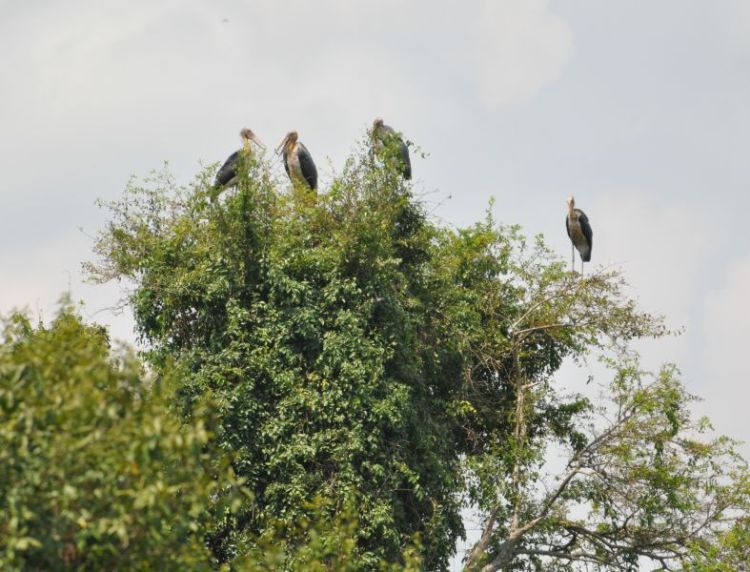 Four endangered lesser adjutant storks perched atop a dense green tree canopy under a cloudy sky.
